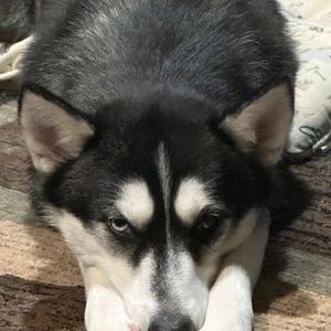 Meet your Posher, Thomas